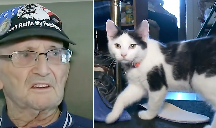 Fluffy, You’re My Only Hope Kitten Saves Military Veteran’s Life