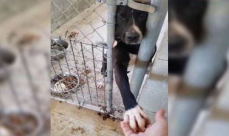 Friendly puppy wishes to hold hands with anyone passing by his kennel