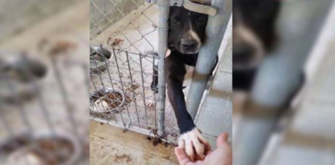 Friendly puppy wishes to hold hands with anyone passing by his kennel