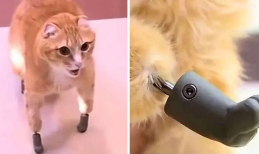 Frostbitten Cat That Lost All  Arm and Legs Becomes First to Get Bionic Paws