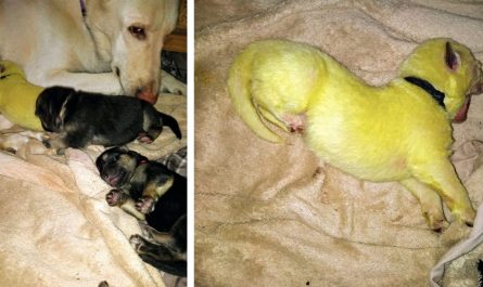 German Shepherd Gives Birth To A Lime Green Young Puppy Called Hulk