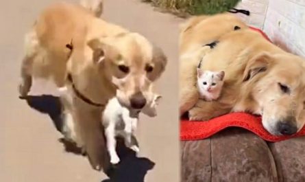 Golden Retriever Rescued a Kitty Then He Brought It Home And Took Care Of It