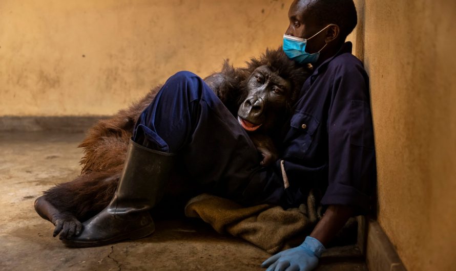 Gorilla Spends Last Minutes Hugging Man Who Rescued Her As Baby