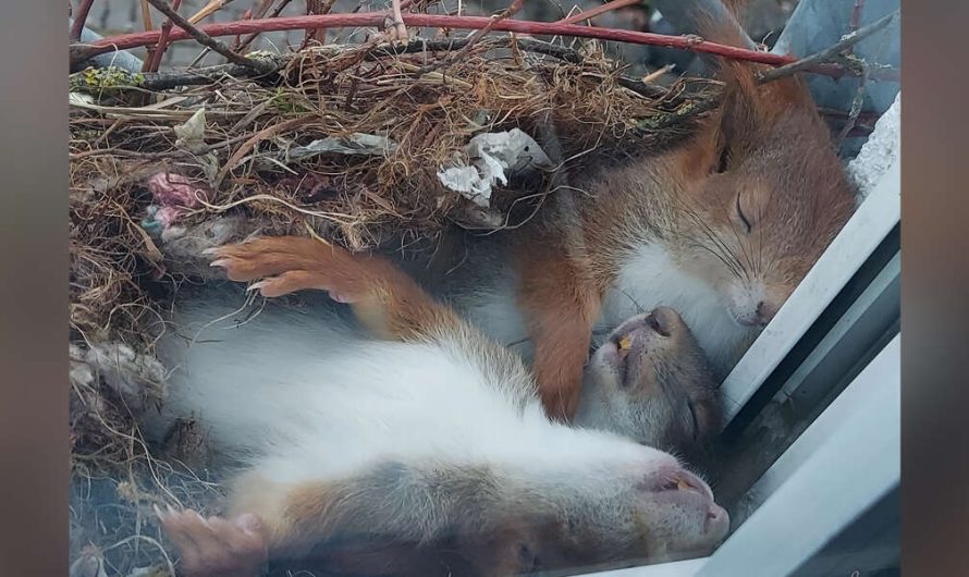 Guy Spots One Of The Most Adorable Little Squirrels Sleeping Outside His Window