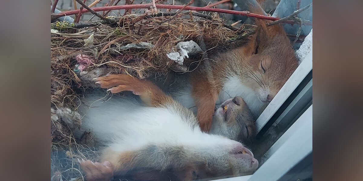 Guy Spots One Of The Most Adorable Little Squirrels Sleeping Outside His Window
