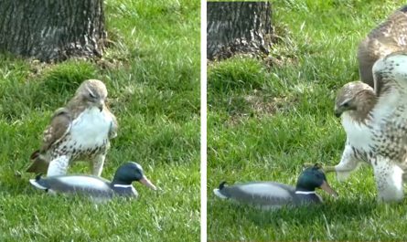 Hawk Simply Can Not Understand Why This 'Duck' Isn't Afraid Of Him