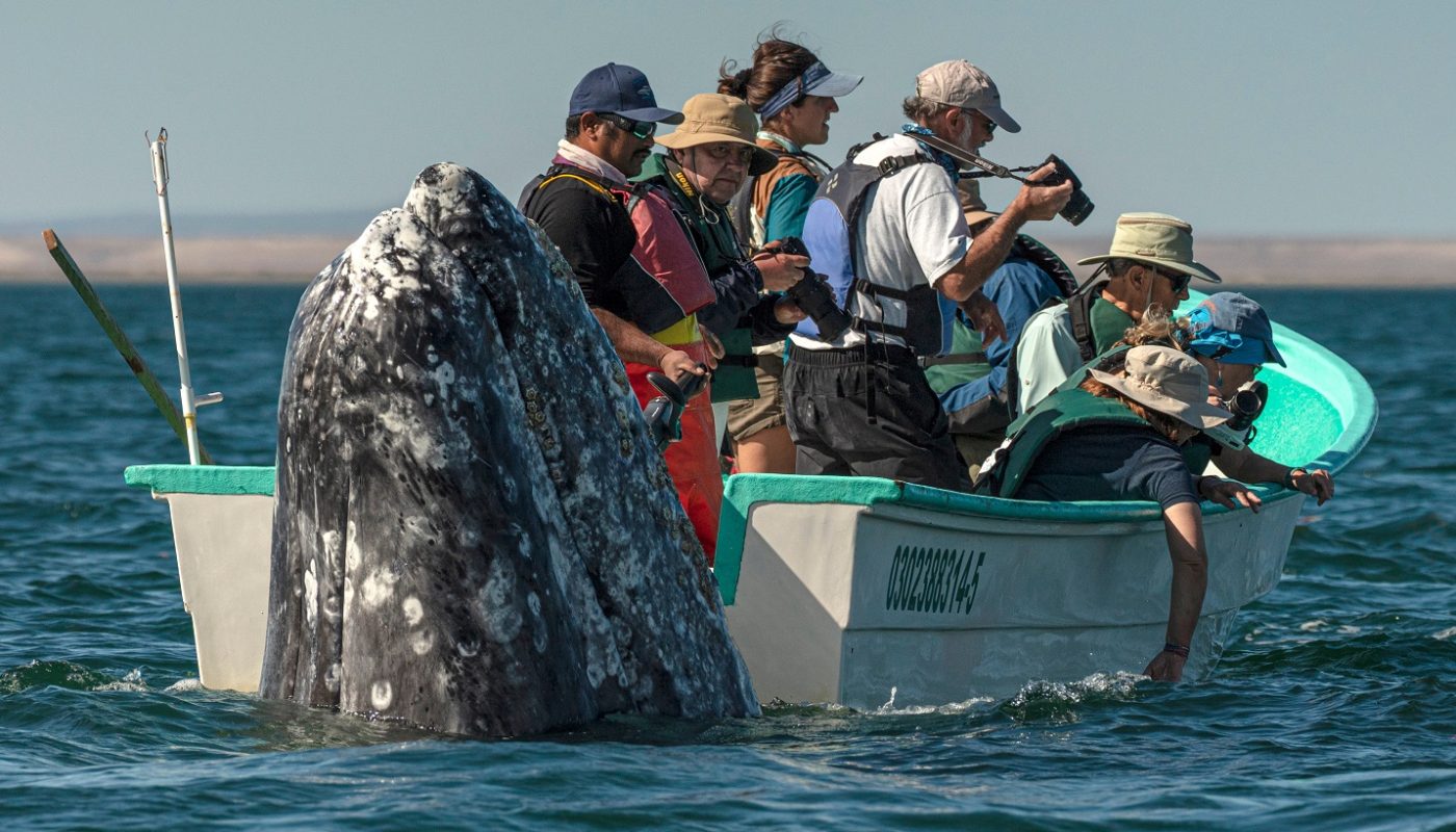 Hilarious Moment Sneaky Whale Pops Up Behind Tourists As They Look The Wrong Method