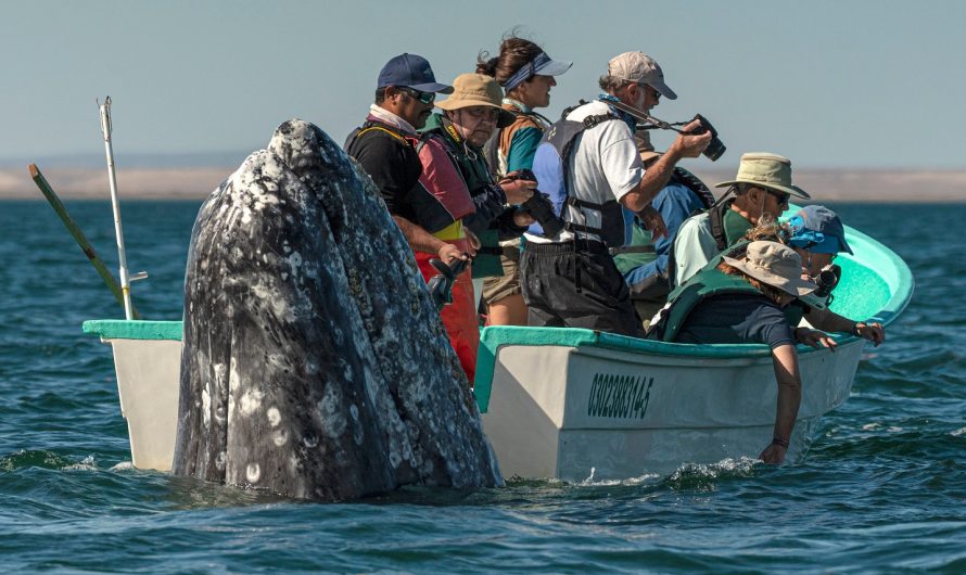 Hilarious Moment Sneaky Whale Pops Up Behind Tourists As They Look The Wrong Method