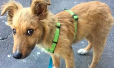 Homeless Puppy Wanted A Home So Terribly, He 'd Follow People Home