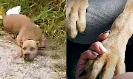 Hurt Pit Bull Lifts Head So Lady Knew She Lived Puts Paw In Her Hand
