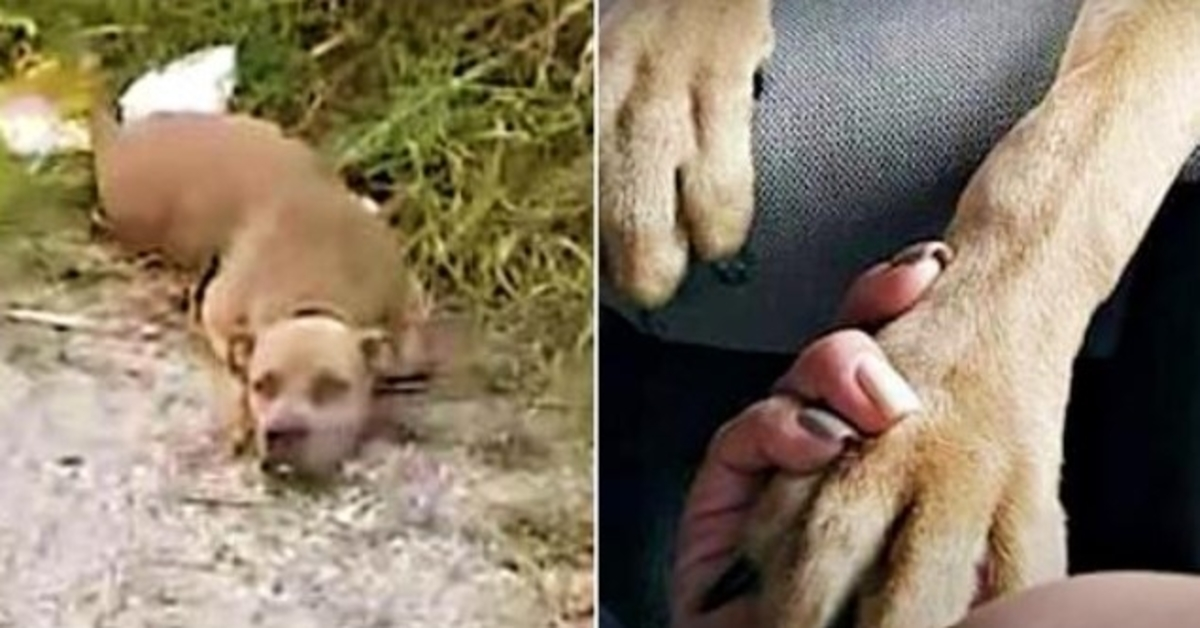 Hurt Pit Bull Lifts Head So Lady Knew She Lived Puts Paw In Her Hand