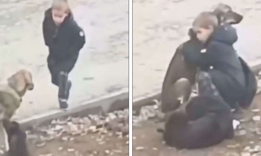 Kid Stops To Hug Stray Dogs When He Believes That Nobody’s Watching