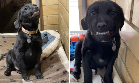Labrador Puppy Wishing To Land A Permanently Home Rests And Smiles At Everybody Who Passes By