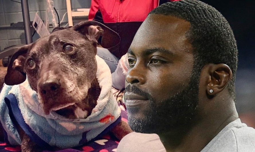 Last Surviving Dog From Dogfighting Case Passes Away