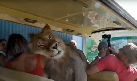 Lion Climbed Onto Bus Loaded With People Looking For Cuddles And Attention (Video).