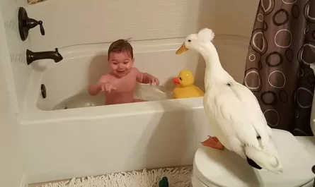 Loving Duck Won't Allow Anything Hurt His Favorite Little Boy