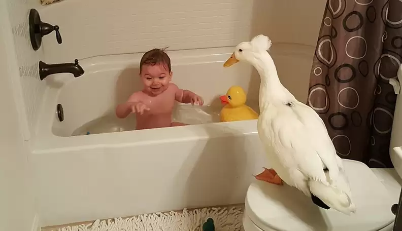 Loving Duck Won't Allow Anything Hurt His Favorite Little Boy