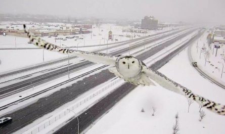 Magnificent Pictures Of Snowy Owl Caught by Montreal Traffic Camera
