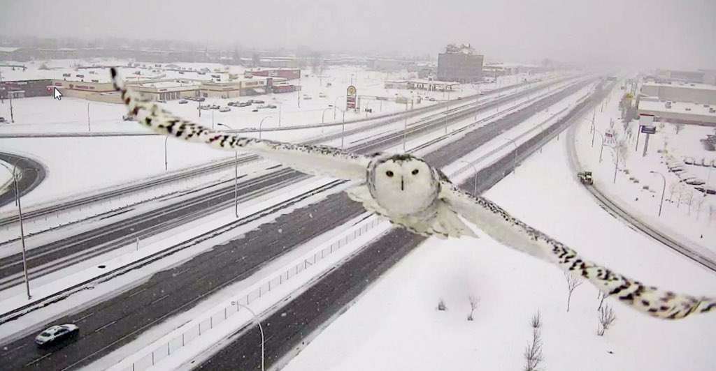 Magnificent Pictures Of Snowy Owl Caught by Montreal Traffic Camera