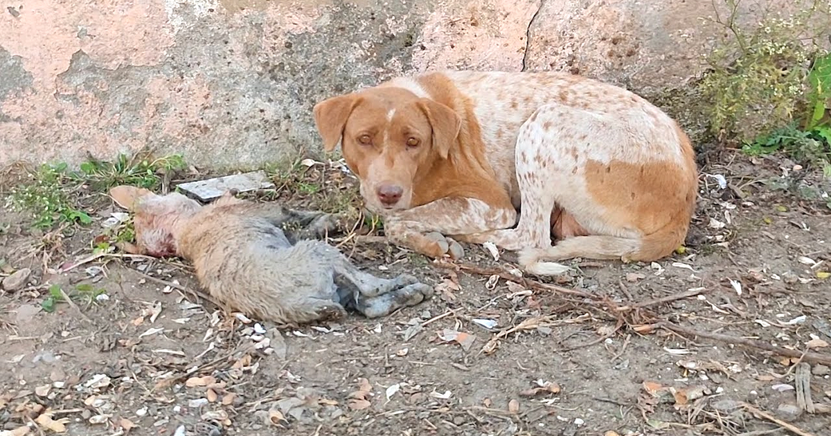 Mama Begged With Her Eyes As She Lay Next To Her Helpless Puppy