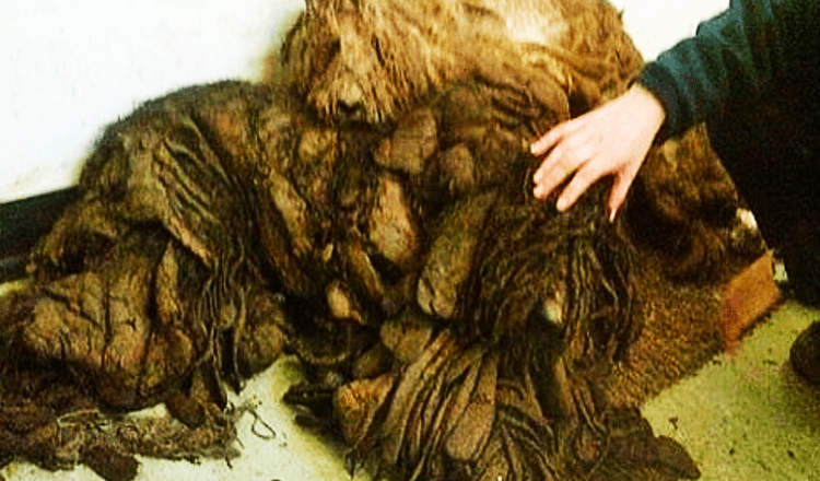 Man Saves Severely Matted Dogs Thought To Be A Pile Of Rags