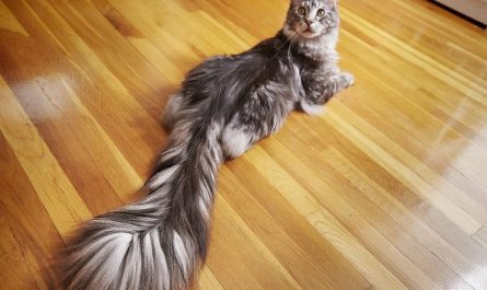 Meet Cygnus, the Cat with the World's Longest, Most Luscious Tail