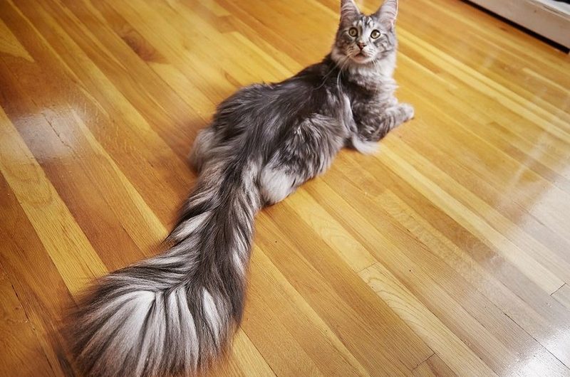 Meet Cygnus, the Cat with the World’s Longest, Most Luscious Tail