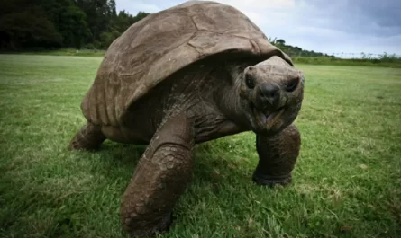 Meet Jonathan, The Oldest Known Animal On The Planet , Around 189 years old