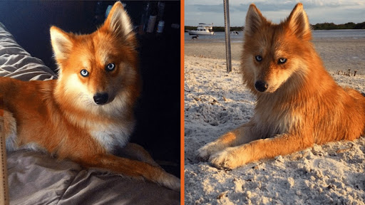 Meet Mya, The Pomeranian-Husky Mix That Looks Much Like A Little Fox (12 Photos).