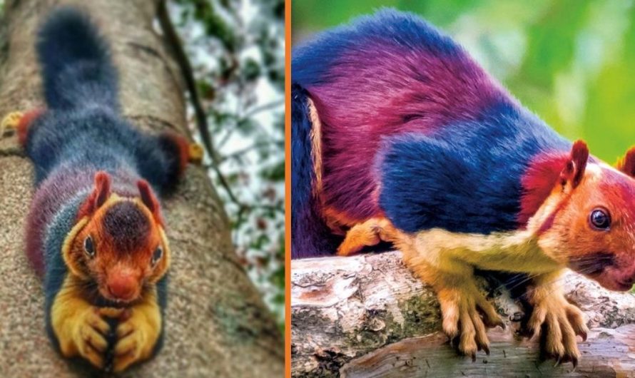 Meet The Indian huge Squirrel – Almost Too Beautiful To Be Real (9 Photos).