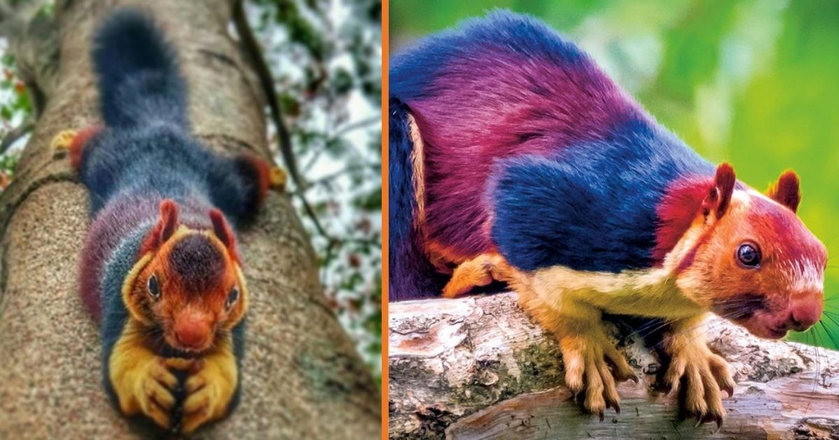 Meet The Indian huge Squirrel - Almost Too Beautiful To Be Real (9 Photos).