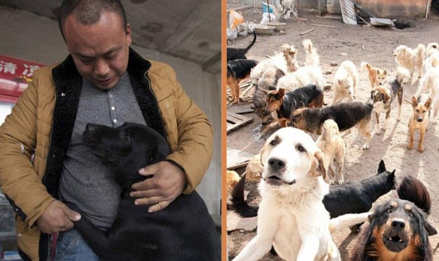 Meet The Millionaire Who Spent His Whole Fortune On Rescuing Stray Dogs