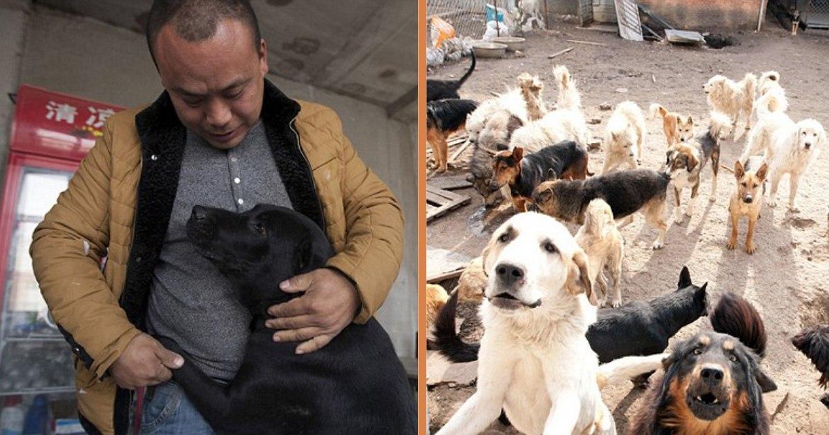 Meet The Millionaire Who Spent His Whole Fortune On Rescuing Stray Dogs