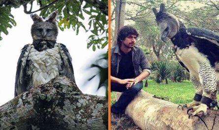 Meet The Mystical Harpy Eagle - The Largest Eagle on the planet (15 Picture + video)