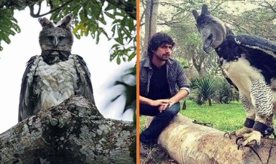 Meet The Mystical Harpy Eagle – The Largest Eagle on the planet (15 Picture + video)