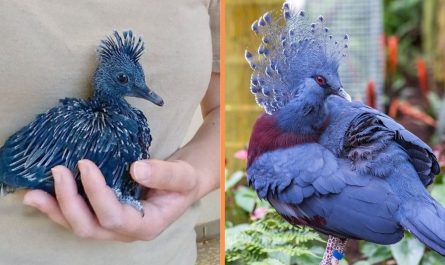 Meet The Victoria Crowned Pigeon- Nature's Fanciest Bird