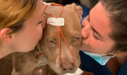Miracle Pup Survives Ruthless Stabbing Thanks To Her Brave Adopter