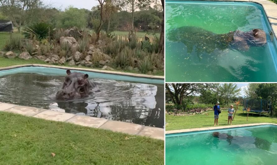 Moment huge 3 ton HIPPO enjoys a dip in a Botswana family’s 6ft deep pool in their back backyard