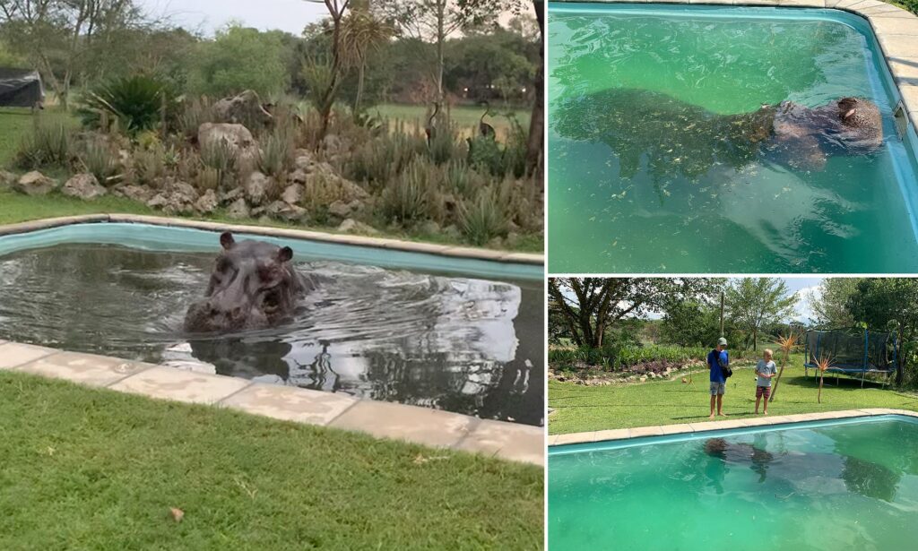 Moment huge 3 ton HIPPO enjoys a dip in a Botswana family's 6ft deep pool in their back backyard