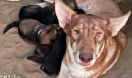 Mother Dog Left In Desert Is Saved Along with Her Six Puppies
