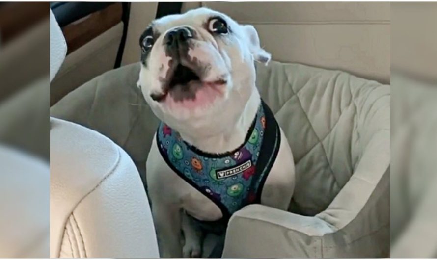 Mother Informs Frenchie The Dog Park Is Closed, Puppy Throws Funny Tantrum In Protest