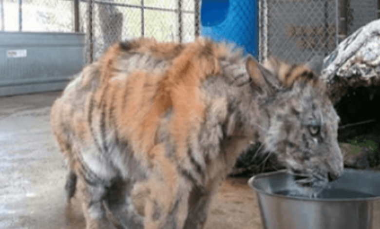 Neglected tiger cub gets saved from circus, makes an amazing recovery