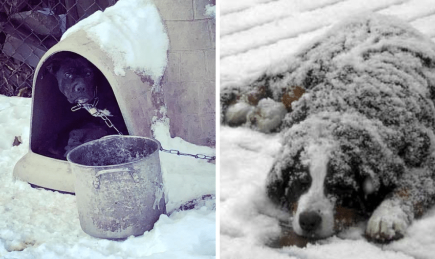New Law Will Certainly Make It Illegal To Leave Dogs Outside In Extreme Climate