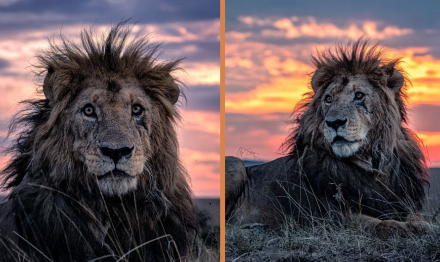 Oldest Lion In Kenya Stuns In Gorgeous Photos ( Pics).