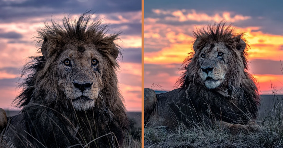 Oldest Lion In Kenya Stuns In Gorgeous Photos