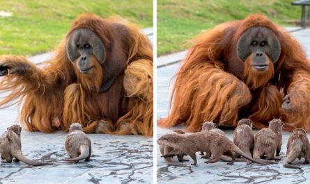 Orangutans Became Friends With The Otters That Usually Swim With Their Enclosure At The Zoo