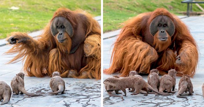 Orangutans Became Friends With The Otters That Usually Swim With Their Enclosure At The Zoo