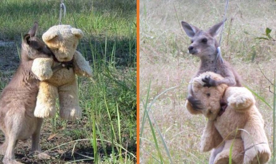 Orphaned Baby Kangaroo Simply Wants To Hug His Beloved Teddy Bear