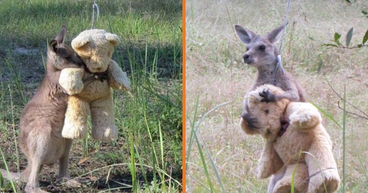 Orphaned Baby Kangaroo Simply Wants To Hug His Beloved Teddy Bear