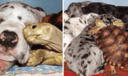Orphaned Turtle Is Raised With Saved Dogs And They Are Now Inseparable